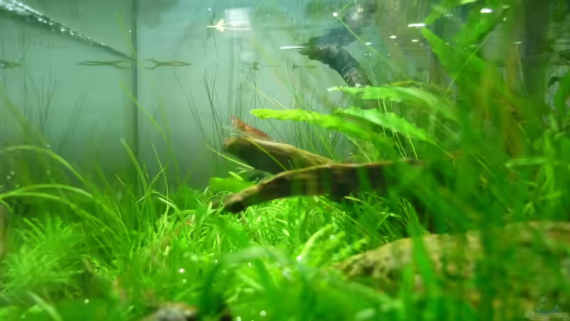 Aquarium Grüne Hügel von Chris_R. (6)