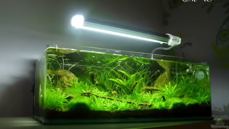 Aquarium Grüne Hügel von Chris_R. (8)