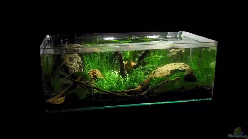 Aquarium Grüne Hügel von Chris_R. (9)