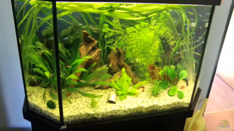 Aquarium Grüne Oase existiert nur noch als Beispiel von Josef Braun (2)