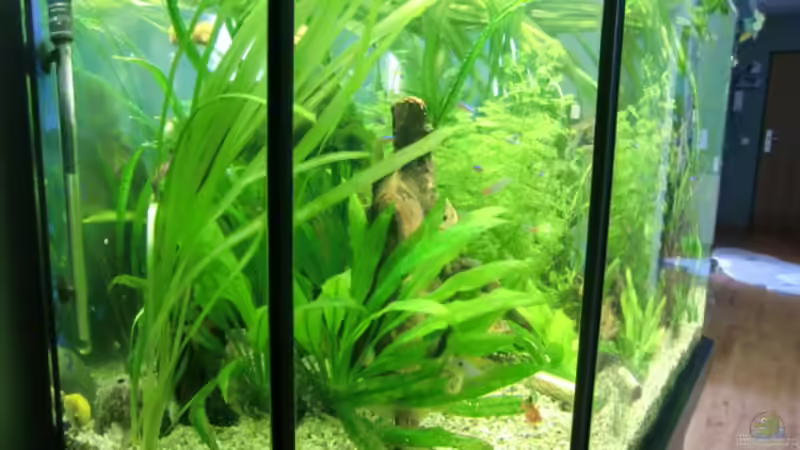 Aquarium Grüne Oase existiert nur noch als Beispiel von Josef Braun (3)