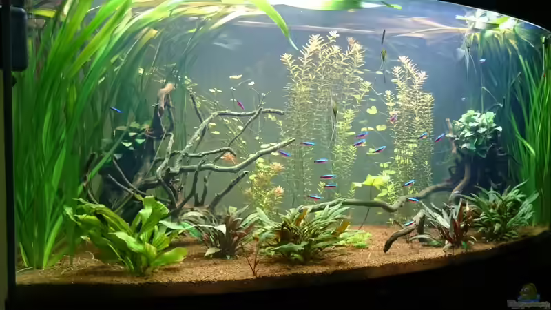 Aquarium Grüne Oase von Alexander Ammann (3)