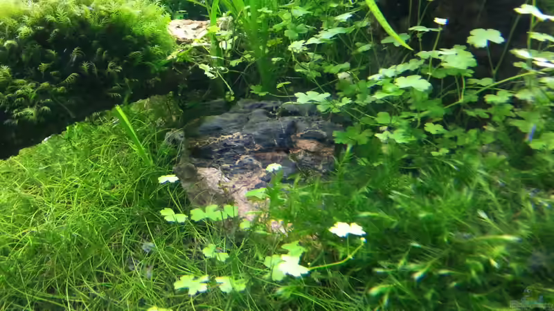 Aquarium Grüne Wiese von Marcel Reiter (5)