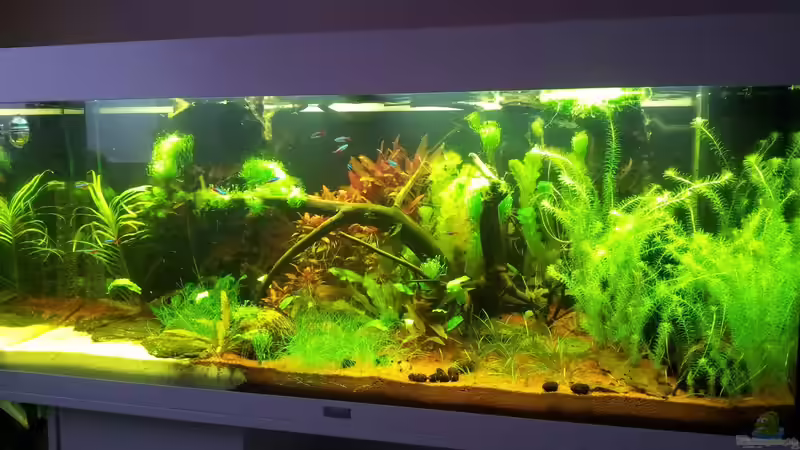 Aquarium Grüner Dschungel von Liquid (11)