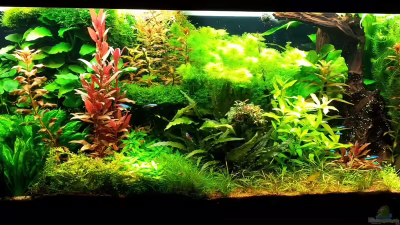 Aquarium Grüner Dschungel von Liquid (21)