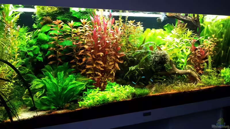 Aquarium Grüner Dschungel von Liquid (27)