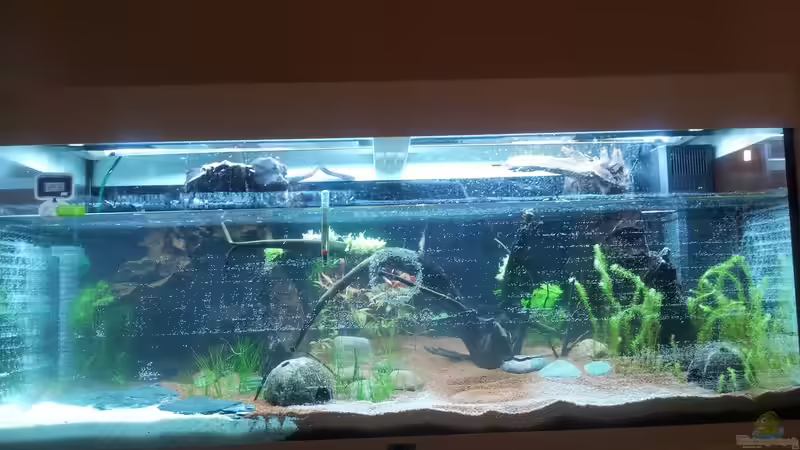 Aquarium Grüner Dschungel von Liquid (5)