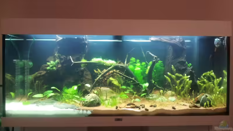 Aquarium Grüner Dschungel von Liquid (6)