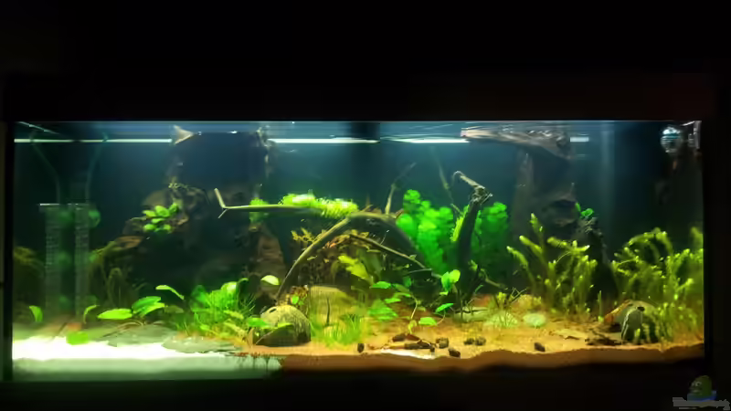 Aquarium Grüner Dschungel von Liquid (7)
