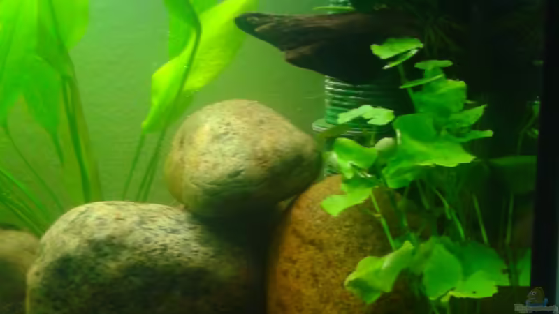 Aquarium Grüner Kontinent von DerChrischi (3)