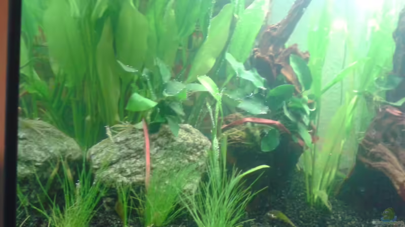 Aquarium Grüner Kontinent von DerChrischi (8)