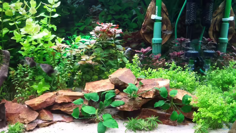 Aquarium GRÜNER VERSUCH von schilli (4)