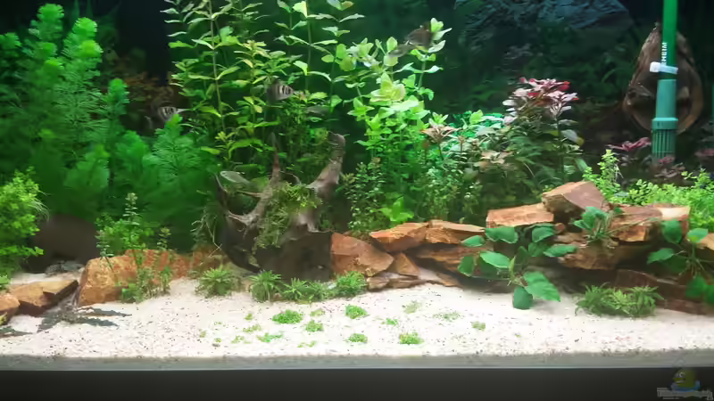 Aquarium GRÜNER VERSUCH von schilli (6)