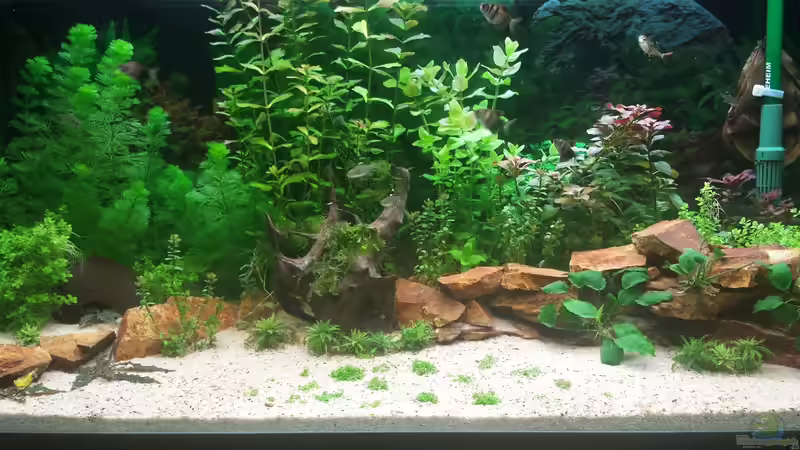 Aquarium GRÜNER VERSUCH von schilli (7)