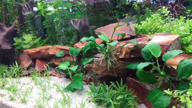 Aquarium GRÜNER VERSUCH von schilli (8)