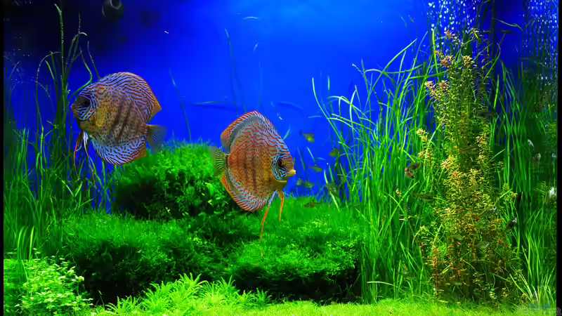 Aquarium Grüner Würfel von Frank Chelaifa (2)