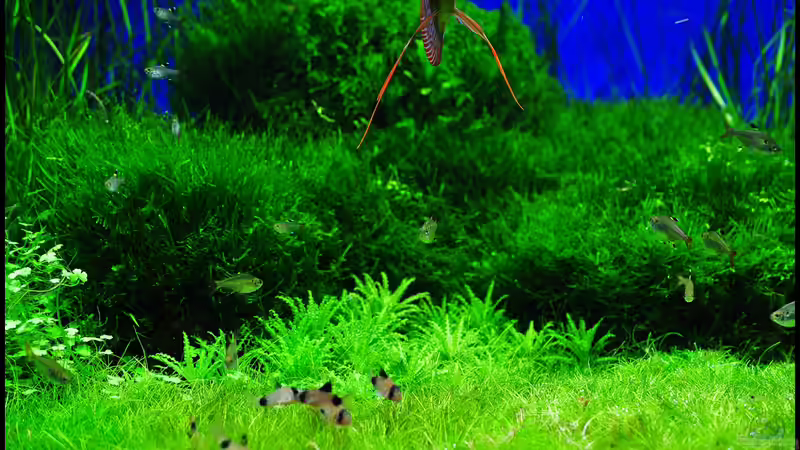 Aquarium Grüner Würfel von Frank Chelaifa (3)