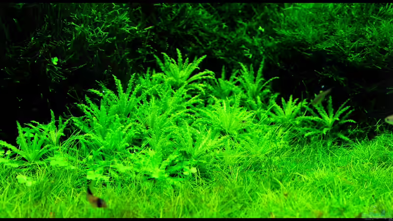 Aquarium Grüner Würfel von Frank Chelaifa (4)