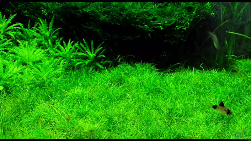 Aquarium Grüner Würfel von Frank Chelaifa (5)