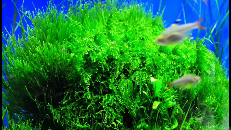 Aquarium Grüner Würfel von Frank Chelaifa (6)