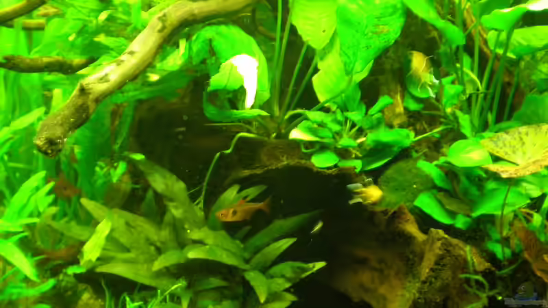 Aquarium Grünes Juwel von Erwinio (2)