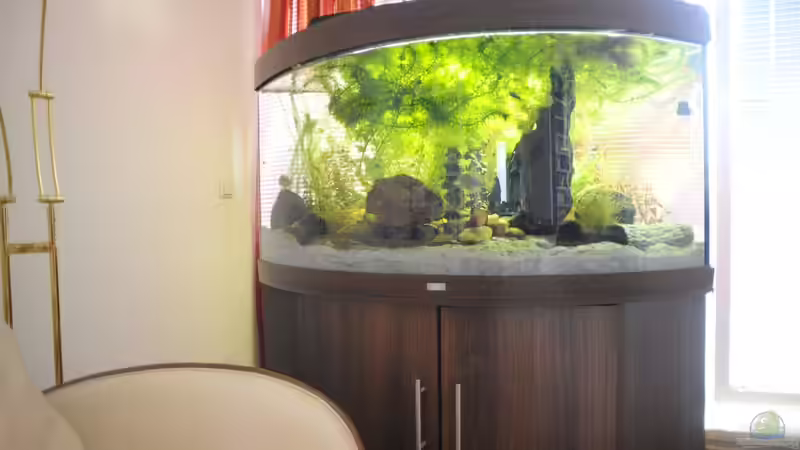 Aquarium Grünes Juwel von Peter Vlasaty (5)