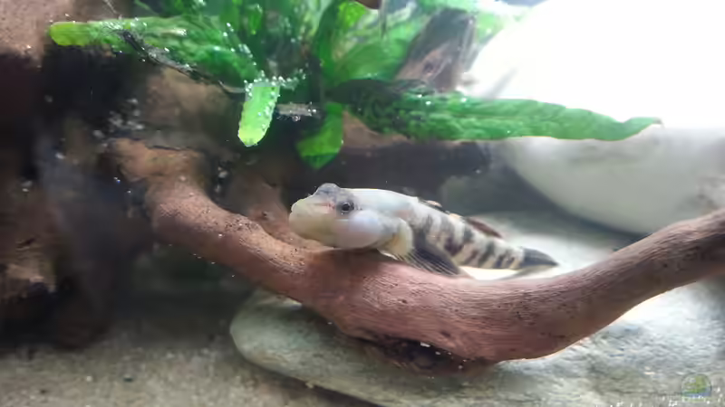 Aquarium Grundelbecken von Aniram (2)