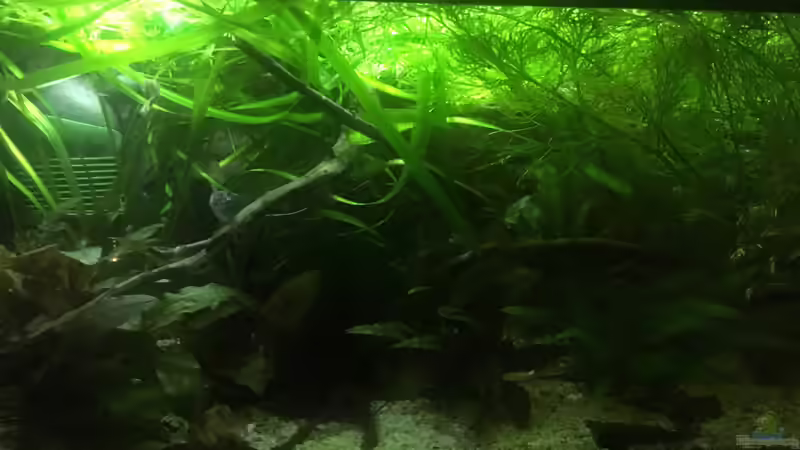 Aquarium Guppy - Zwischenstation von der Steirer (3)