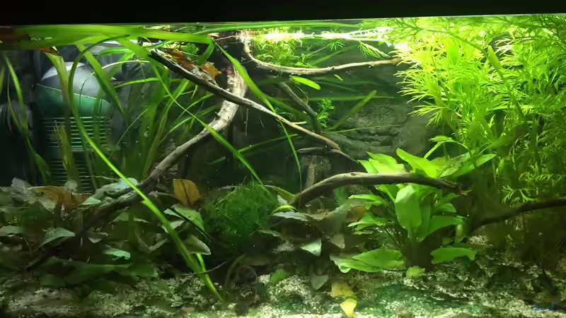 Aquarium Guppy - Zwischenstation von der Steirer (4)