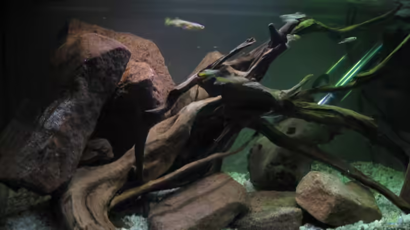 Aquarium Guppy-Zuchtstation von The Duke of woods (2)