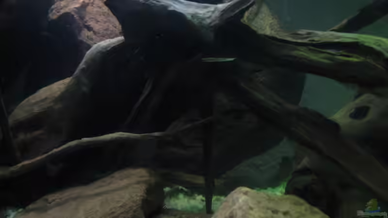 Aquarium Guppy-Zuchtstation von The Duke of woods (3)