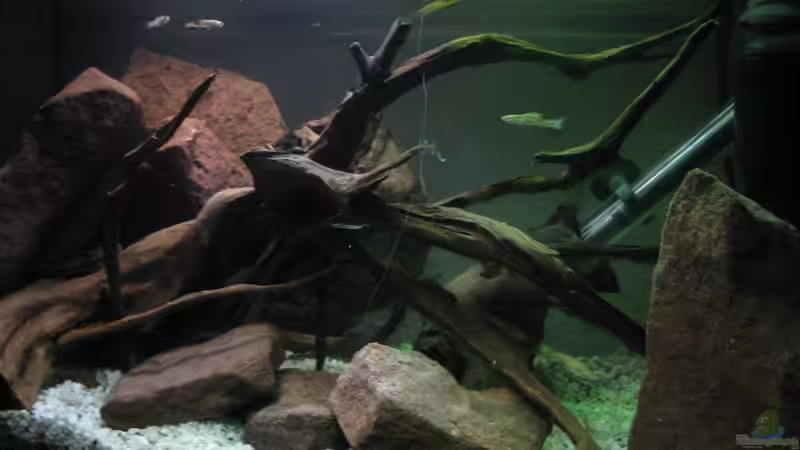 Aquarium Guppy-Zuchtstation von The Duke of woods (5)