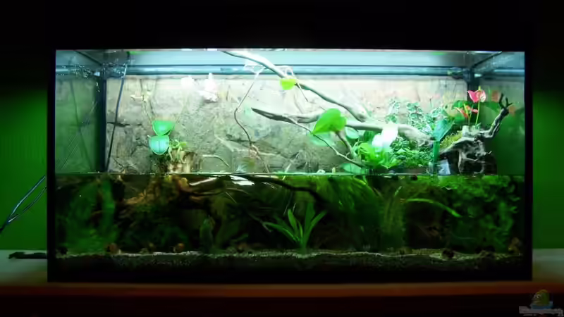 Aquarium Guppybach-Paludarium - einheimische Guppies von schnitzler (10)