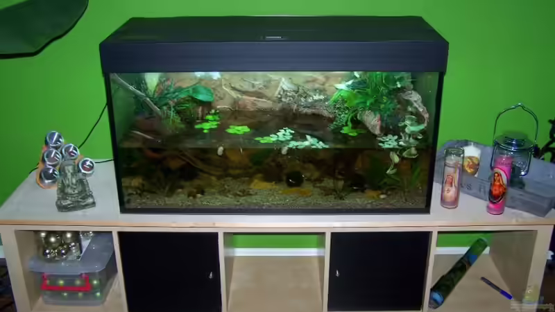 Aquarium Guppybach-Paludarium - einheimische Guppies von schnitzler (11)