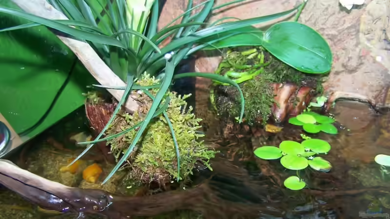 Aquarium Guppybach-Paludarium - einheimische Guppies von schnitzler (13)