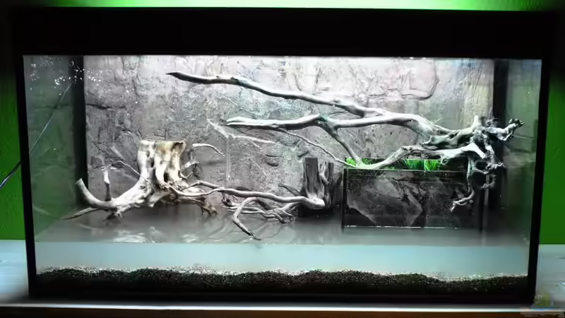 Aquarium Guppybach-Paludarium - einheimische Guppies von schnitzler (5)