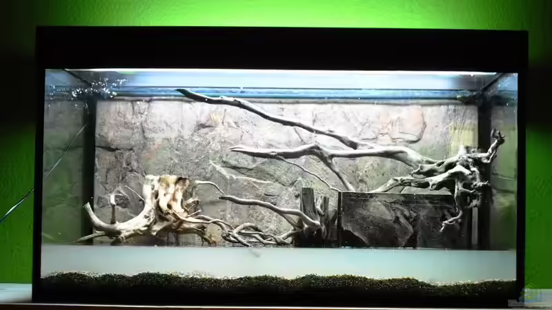 Aquarium Guppybach-Paludarium - einheimische Guppies von schnitzler (6)