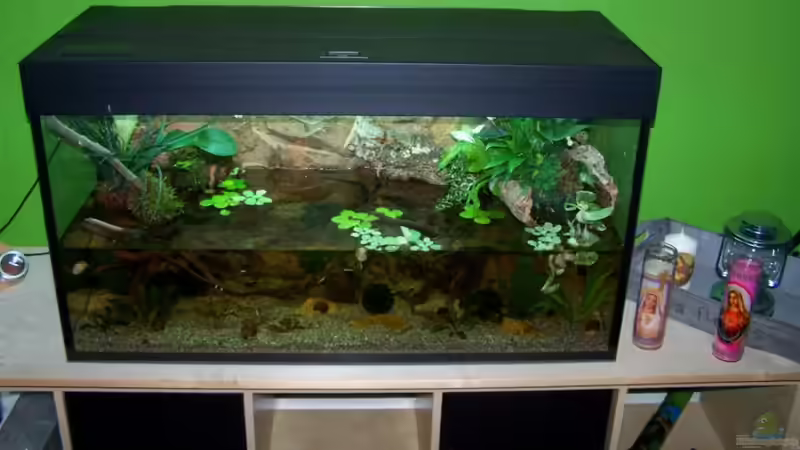 Aquarium Guppybach-Paludarium - einheimische Guppies von schnitzler (7)