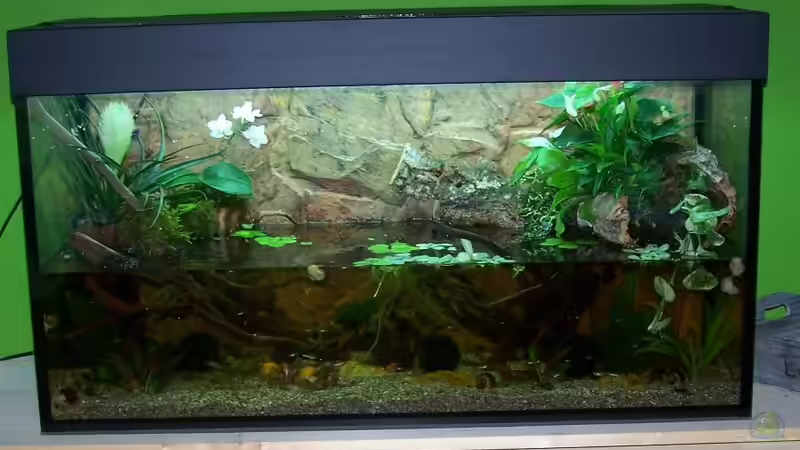 Aquarium Guppybach-Paludarium - einheimische Guppies von schnitzler (9)