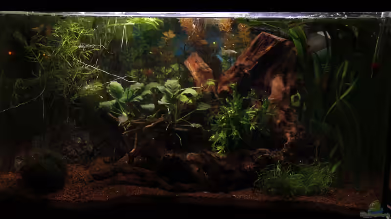 Aquarium GuppyBecken ) von isabelle... (2)