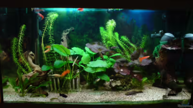 Aquarium Guppyland von Alexander Wechsler (2)