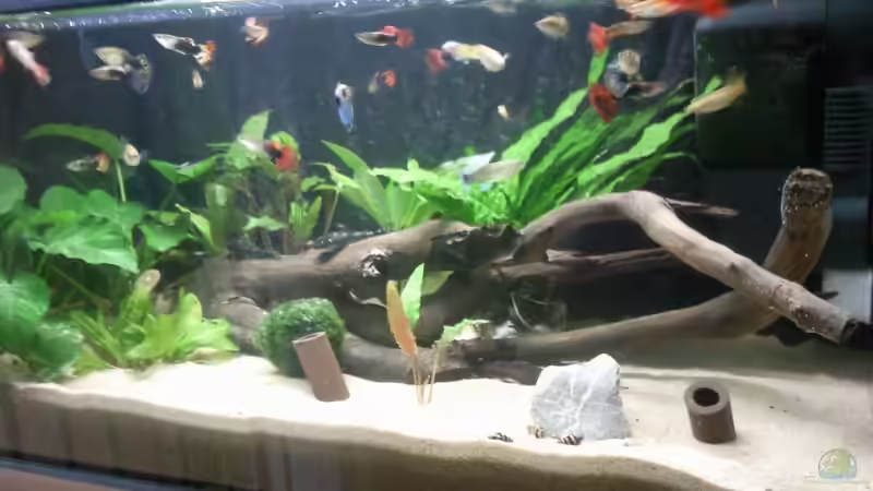 Aquarium Guppyzucht von ak1982 (2)