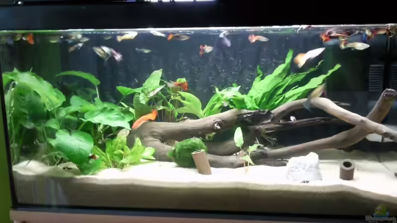 Aquarium Guppyzucht von ak1982 (3)