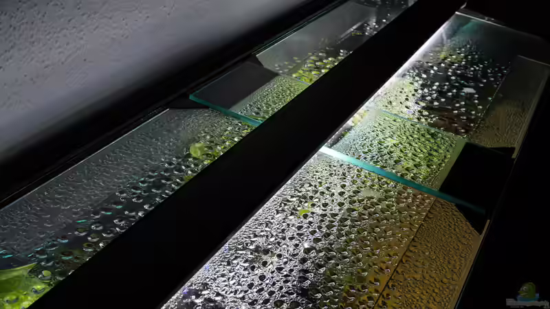 Aquarium Guyana-Länder Südamerika von chris1509 (10)