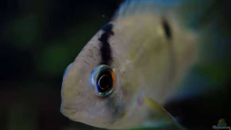 Aquarium Guyana-Länder Südamerika von chris1509 (11)