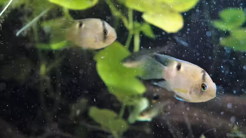 Aquarium Guyana-Länder Südamerika von chris1509 (12)