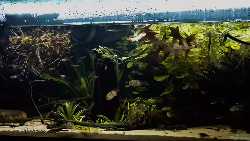 Aquarium Guyana-Länder Südamerika von chris1509 (14)