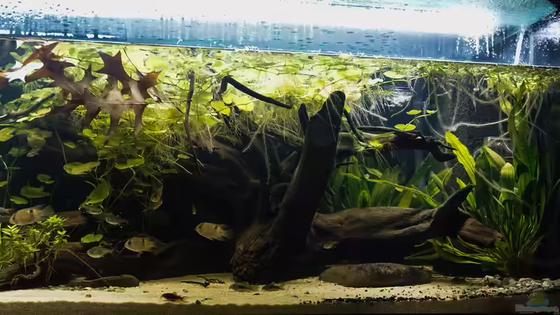 Aquarium Guyana-Länder Südamerika von chris1509 (15)