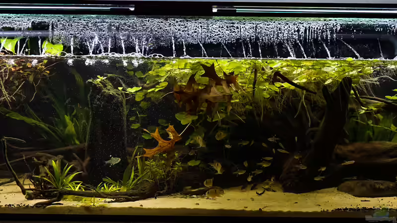 Aquarium Guyana-Länder Südamerika von chris1509 (16)