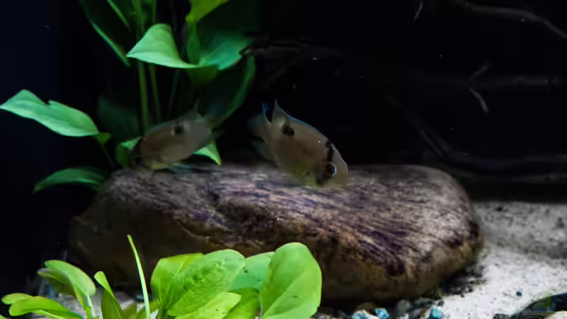 Aquarium Guyana-Länder Südamerika von chris1509 (23)